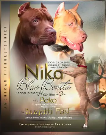 Питомник Nika Blue Bonita, фотография 1