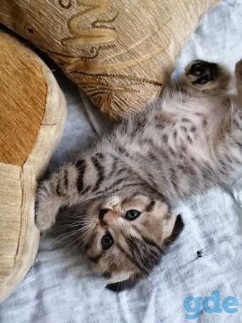 Продам шотландских вислоухих  котят, фотография 1