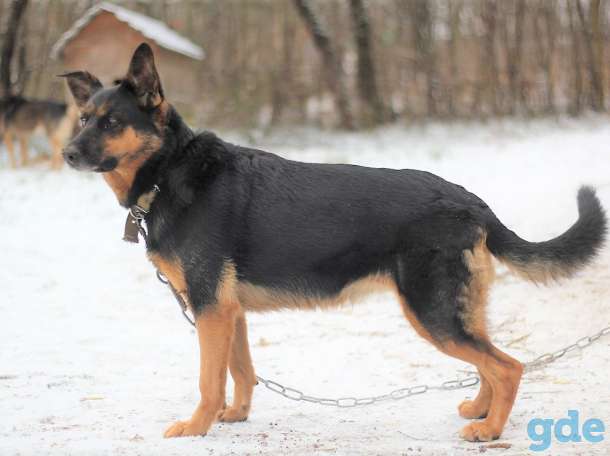 Отличная охранница Таша, фотография 1