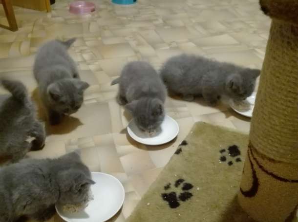Продам британских котят, фотография 3