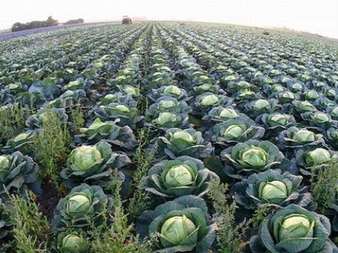 продам вкусную,сочную капусточку 2012г. 1750, фотография 2