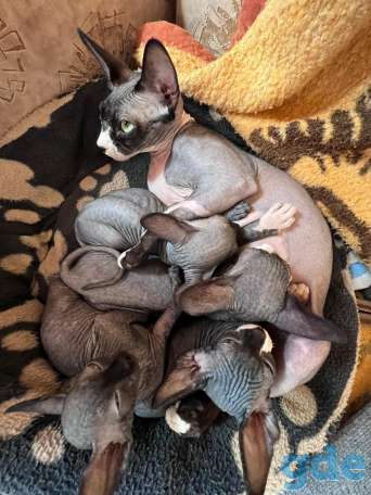 Продам котят сфинкса, фотография 10