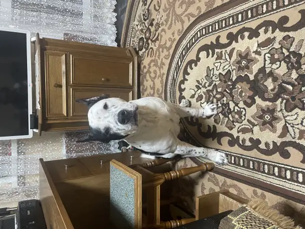Щенок амстафа 8 месяцев, фотография 6