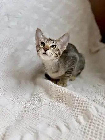 Котята ориентальной породы девочки, фотография 2