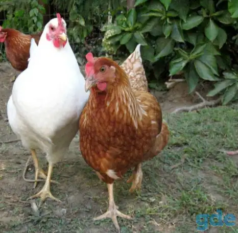 Куры несушки доставка по району, фотография 1