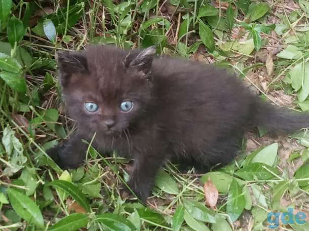 Котята в добрые руки, фотография 3