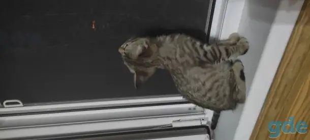 Котенок в дар, фотография 2