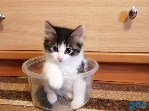 Милые котята солнышки ищут добрых и ответственных хозяев., фотография 2