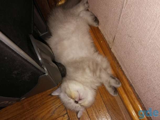 Котята, фотография 1