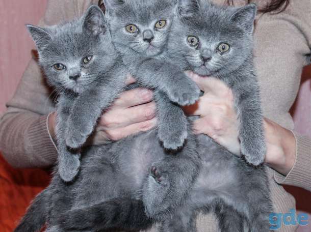 5 британских котят 2 ме, фотография 3