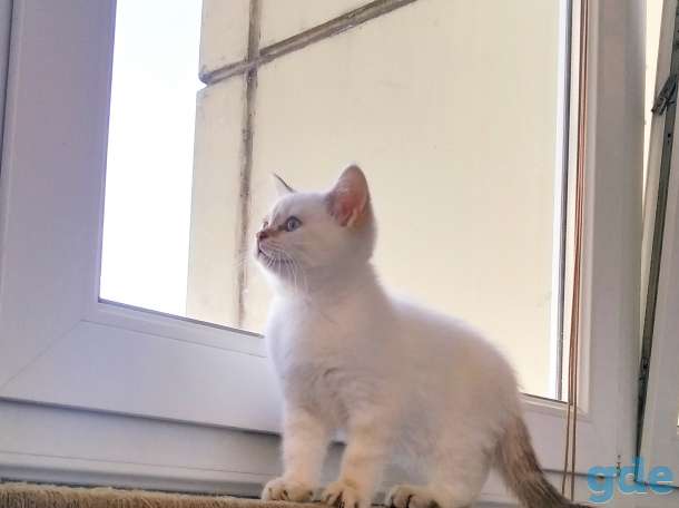 Котенок, фотография 3