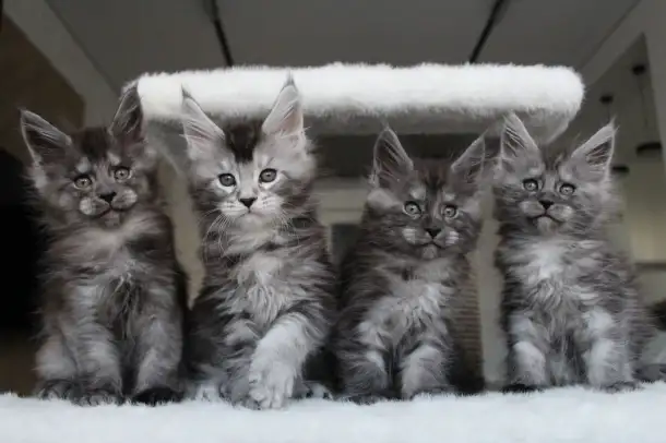 Котята мейн-кун!, фотография 3