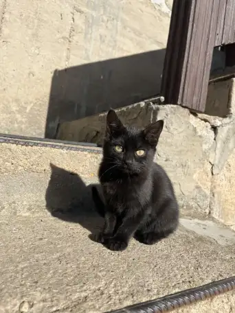 Котята в добрые руки, фотография 6