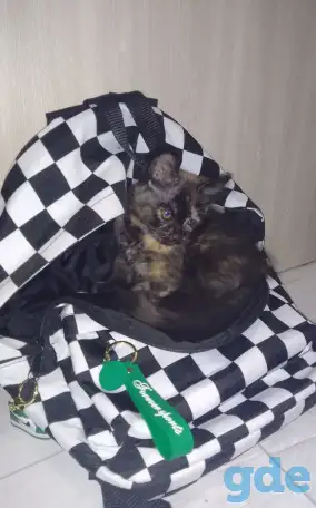Котята в дар, фотография 1