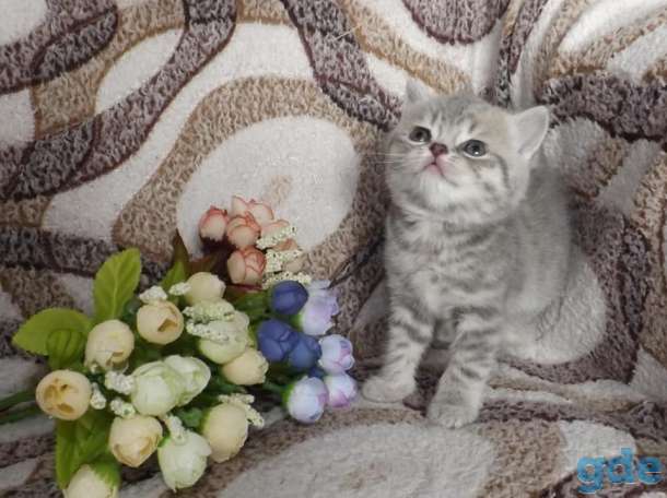 Шотландские котята, фотография 1