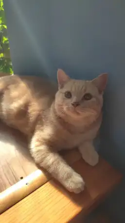 Элитный британский котенок, фотография 3