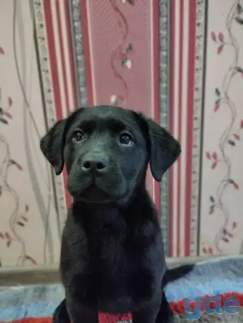 Щенки лабрадора из питомника MercuryPuppy, фотография 4