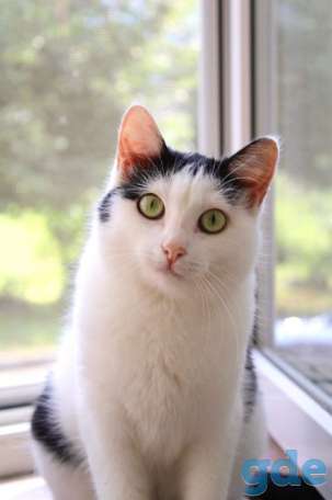Котенок ищет дом, фотография 1