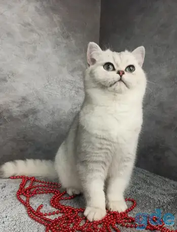 Британские котята, фотография 3