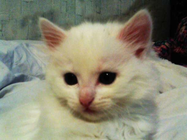 Белые котята от породистой кошки, фотография 6