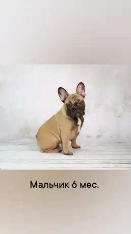 Французский бульдог, фотография 1
