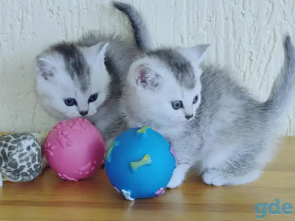 Шотландские котята, фотография 1