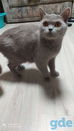 Британские котята, фотография 6