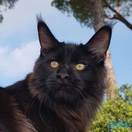 Котята Мейн Кун из Профессионального питомника, фотография 7