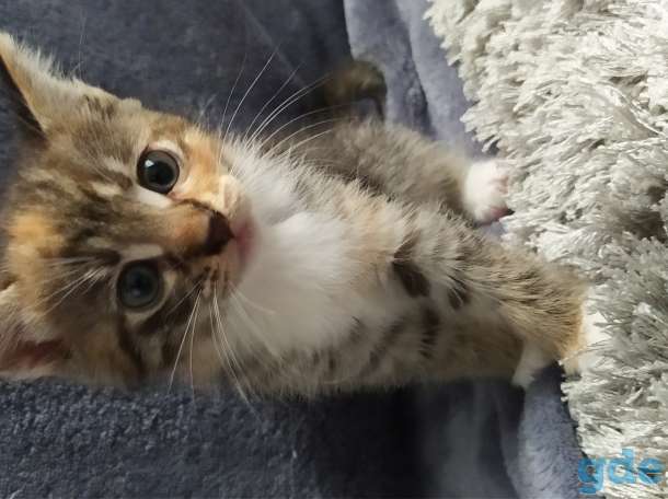 Отдам котят даром, фотография 2