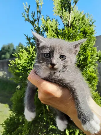 Забавные котята ищут добрые руки, фотография 6