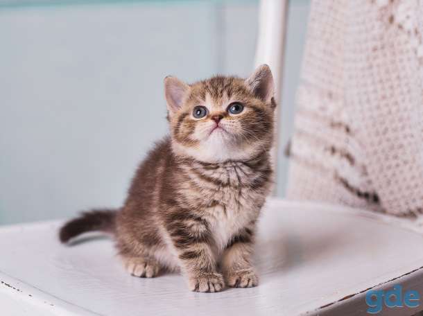 Британские котята, фотография 7