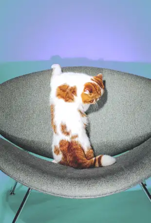 Экзотический кот Гарфилд. Даром., фотография 2