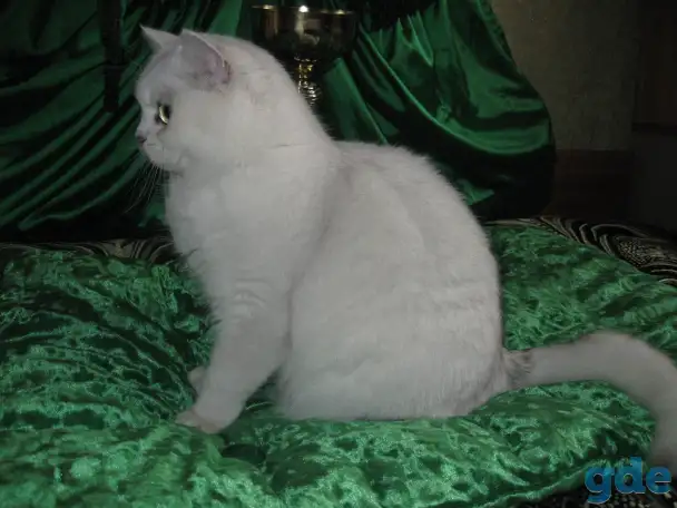 Британские котята, фотография 1