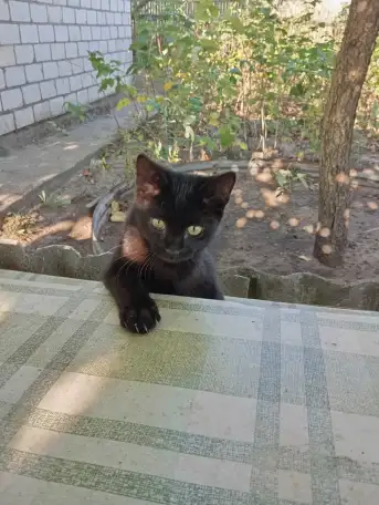 Самый лучший котенок, фотография 3