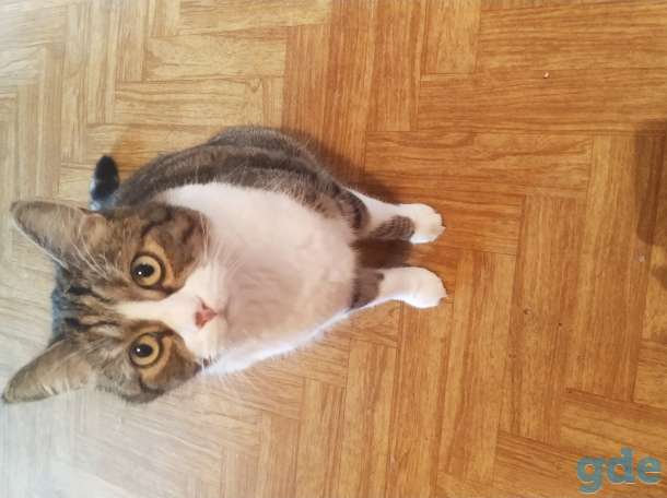 Отдам кота, фотография 2