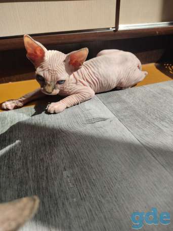 Котята сфинкс, фотография 2