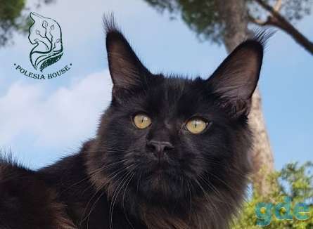 Котята Maine Coon - такие только у нас!, фотография 1