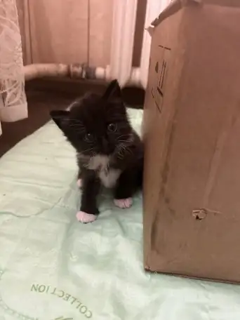 Котята ищут новый дом, фотография 3