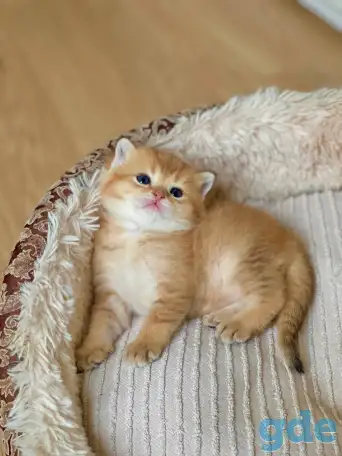 Котята шотландские ЗОЛОТАЯ ШИНШИЛЛА, фотография 2
