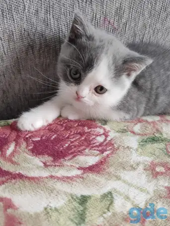 Котятки, фотография 6