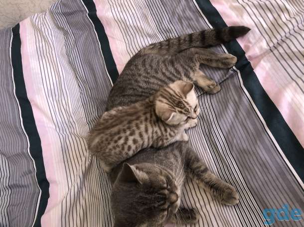 Шотландские котята, фотография 7