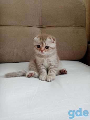Котята, фотография 1