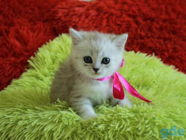 Шотландские котята, фотография 4