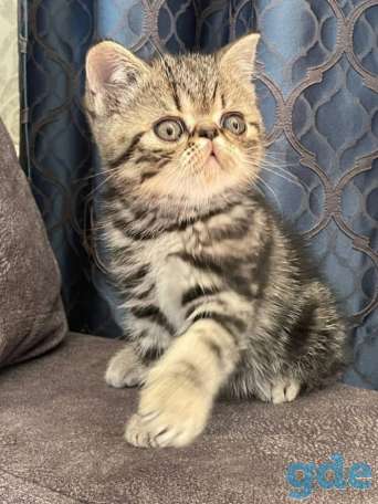 Продам котят экозотов, фотография 6