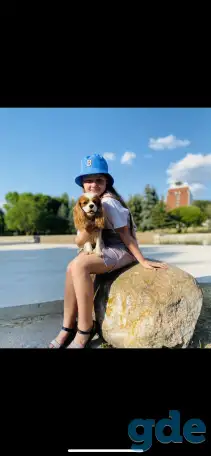 Жених Кавалер Кинг Чарльз Спаниель. Вязка, фотография 3