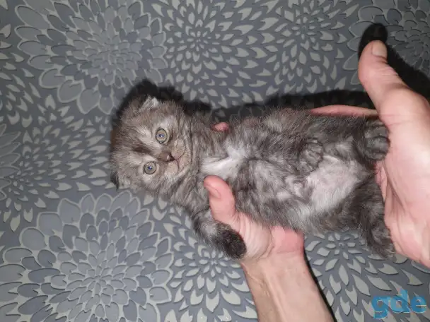 Продажа котят, фотография 5