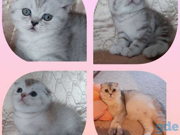 Шотландские котята, фотография 4