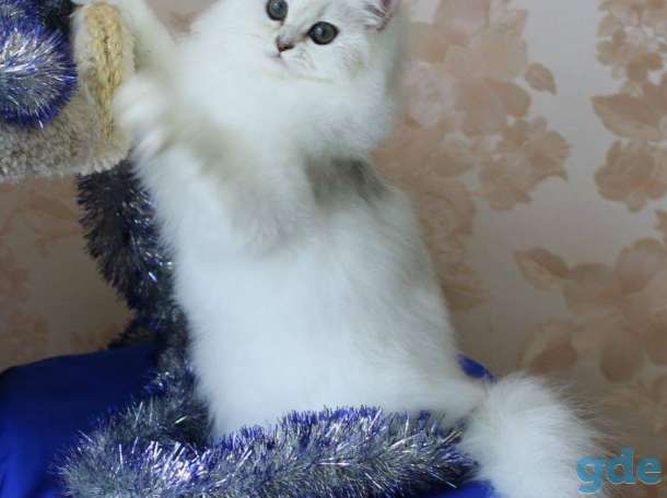 британские котята, фотография 2