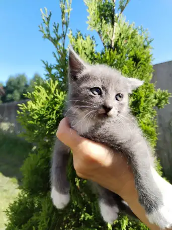 Забавные котята ищут добрые руки, фотография 2