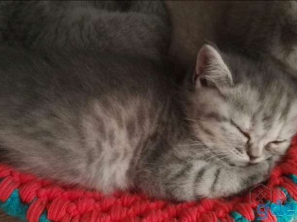 шотланская кошечка, фотография 4